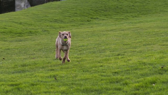 A fit young labrador retriever dog fetching a ball in a park, running towards camera with tennis ball in its mouth. Slow motion
