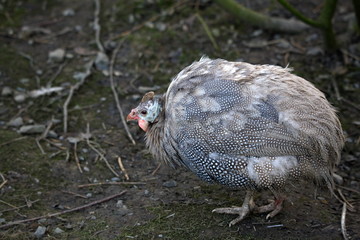 Hausperlhuhn