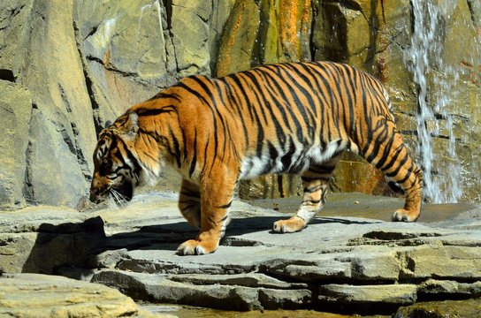 Sumatran Tiger at animal reserve