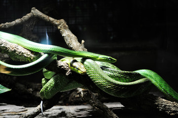 Grasnatter