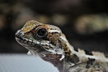 Bartagame