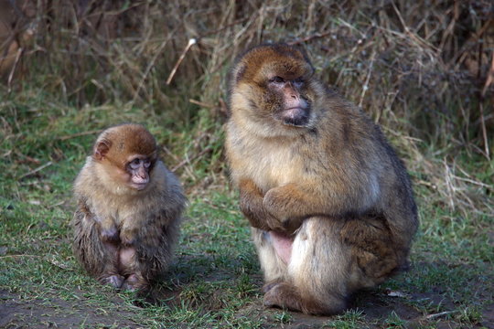 berberaffe