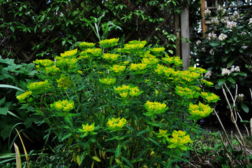 Fototapeta na wymiar Gelbe Blüten