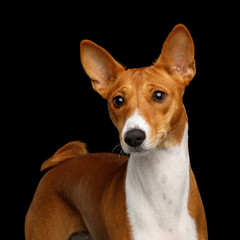 Humanity Portrait White with Red Basenji Dog Stare on Isolated Black Background, Font view