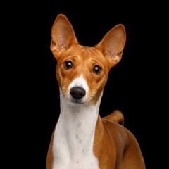 Close-up Humanity Portrait White with Red Basenji Dog Stare on Isolated Black Background, Font view