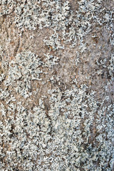 texture of old bird cherry bark covered with moss or fungus, abstract background