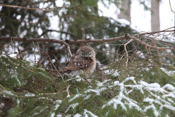Northern Saw-whet Owl (Aegolius acadicus) in real wilderness (dt: Sägekauz)