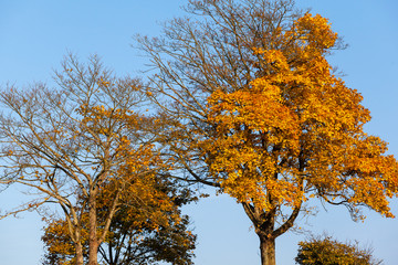  Stimmungsvolle Landschaft im Herbst Baumkrone