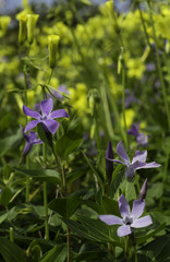 Yellow and purple spring flowers