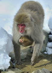 Snow monkey carries a cub on her breast warming themselves against on cold winter weather. . Nagano Japan. The Japanese macaque ( Scientific name: Macaca fuscata), Snow monkey.