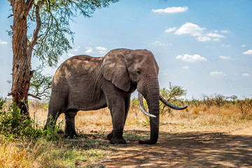 Elephant bull restin under atree in the Krugerpark in South Africa