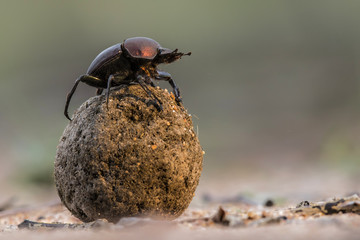 Dung beetle on his dung ball to impress the ladies in Sabi Sands GR, part of the greater Kruger region in South Africa  - obrazy, fototapety, plakaty