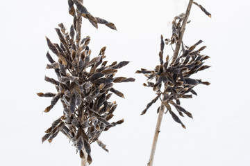 dried plant cow vetch in winter, close-up abstract background
