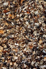 wooden mulch background, closeup view