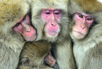 Snow monkeys family warming themselves against on cold winter weather.   The Japanese macaque ( Scientific name: Macaca fuscata), also known as the snow monkey.

