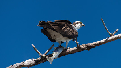 Perched Osprey with freshly caught Spotted Sea Trout