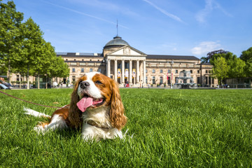 Cavalier King Charles Spaniel, Kurhaus Wiesbaden, Städtereisen mit Hund  © Sina Ettmer