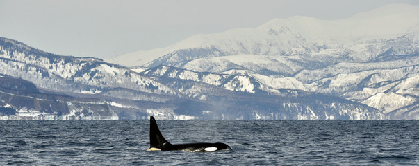 Orca or killer whale, Orcinus Orca, travelling in Sea of Okhotsk, Snow-covered mountains on the...