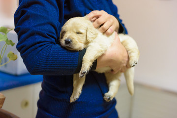 An adorable golden retriever puppy is sleeping in a woman's arm © mattia_b