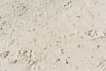 Seashells on a sandy beach near the sea, summer sunny day.