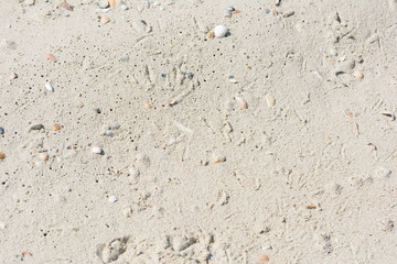 Seashells on a sandy beach near the sea, summer sunny day.