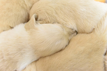 Close up of golden retriever puppies while they sleep one attached to the other