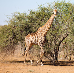 in south africa     wildlife    reserve and   giraffe