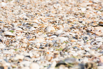 Seashells on a sandy beach near the sea, summer sunny day.