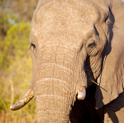  in south africa     wildlife  nature  reserve and   elephant