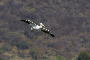 American white pelican (Pelecanus erythrorhynchos) flying over Lake Chapala, Jalisco, Mexico
