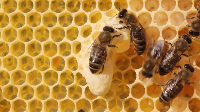Bees are paying attention to developing larvae Queens bees.