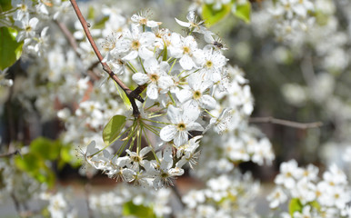 Pear tree up close