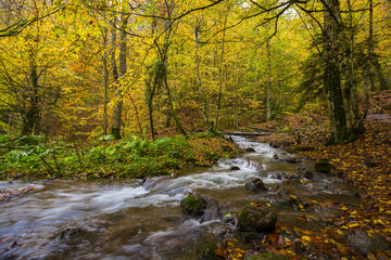 Lovely Autumn Colors of Nature