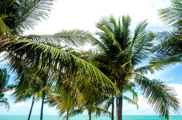 Fototapeta na wymiar Tropical Miami Beach Palms