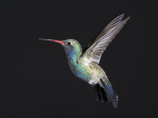 Fototapeta na wymiar Broad-billed Hummingbird (Cynanthus latirostris) hovering, Ajijic, Jalisco, Mexico