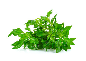 Obraz premium watercress on white background