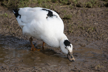 Black and white duck in the mud silver bantam duck