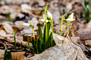 erste Frühblüher im Frühling Märzenbecher