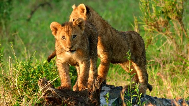 Lion cubs in wild africa safari