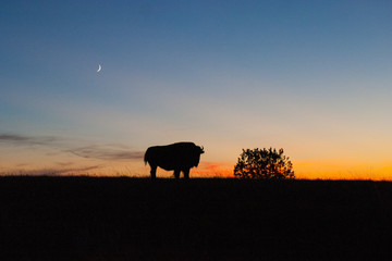 Bison at sunset
