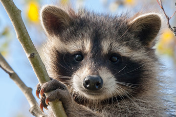 Raccoon portrait © DeVane
