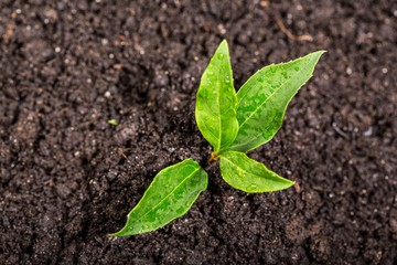 Plant.