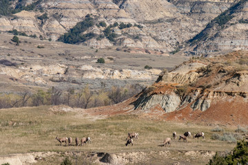Bighorn sheep grazing in the North Dakota badlands