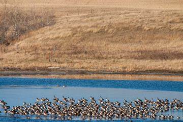 Geese on a North Dakota prairie pothole