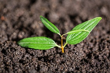 Soil.
