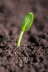 Soil.