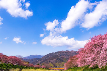 美しい河津桜のある風景