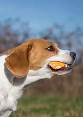 Beagle Dog catch a ball in the air
