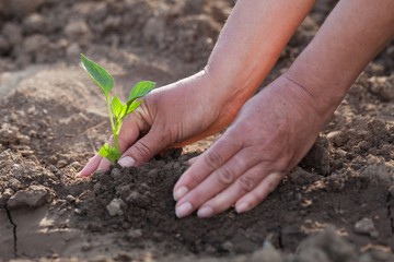 Planting a young plant