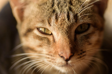 Close up of cat face, cute animal and pet